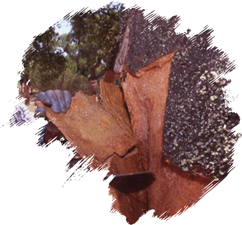 Cork Extraction